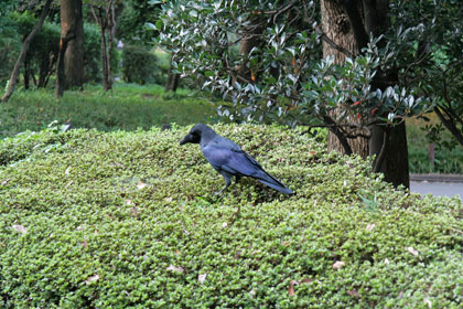 corbeau