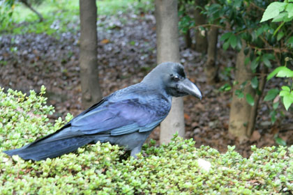 corbeau